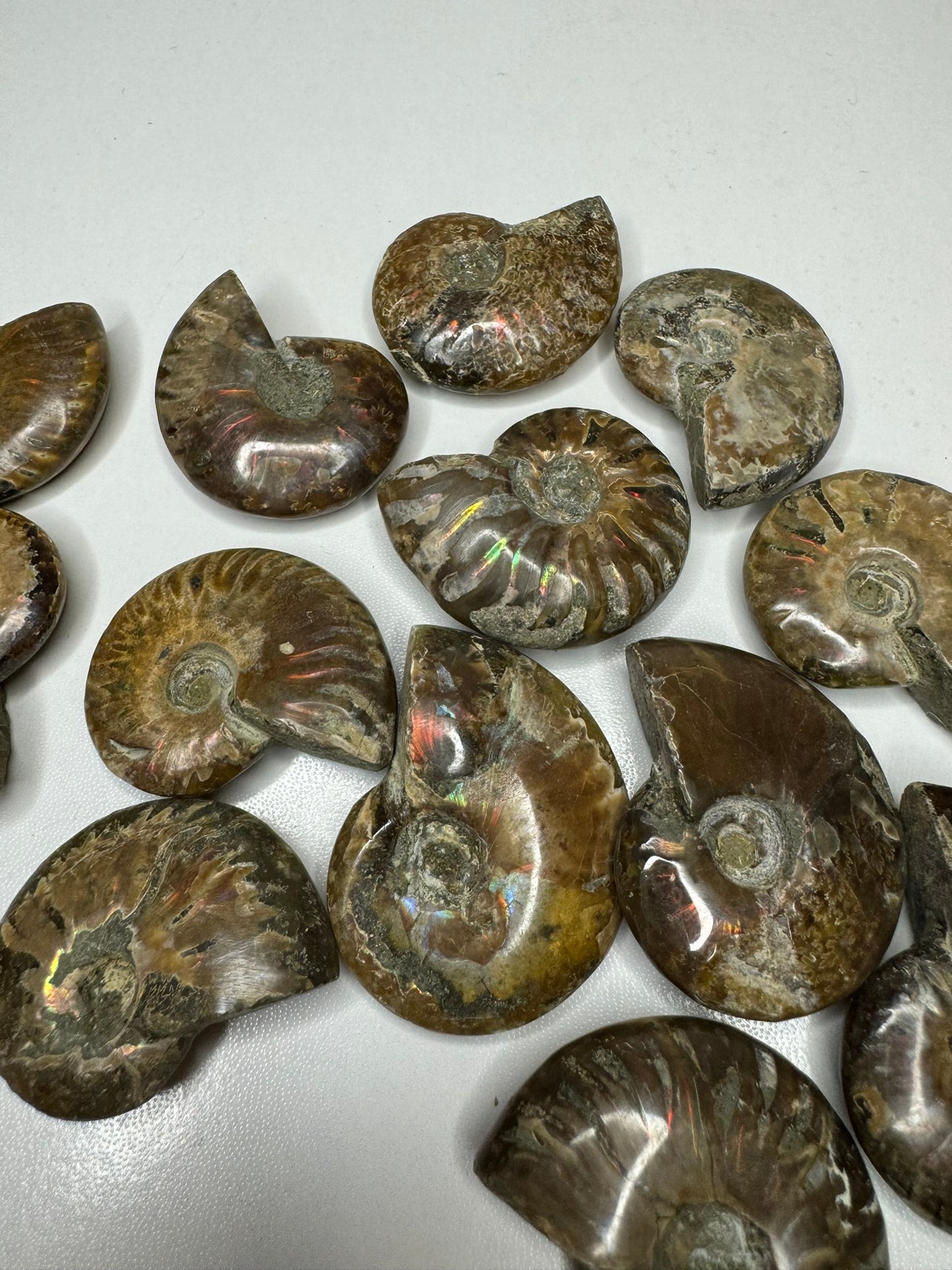 Ammonites - Whole