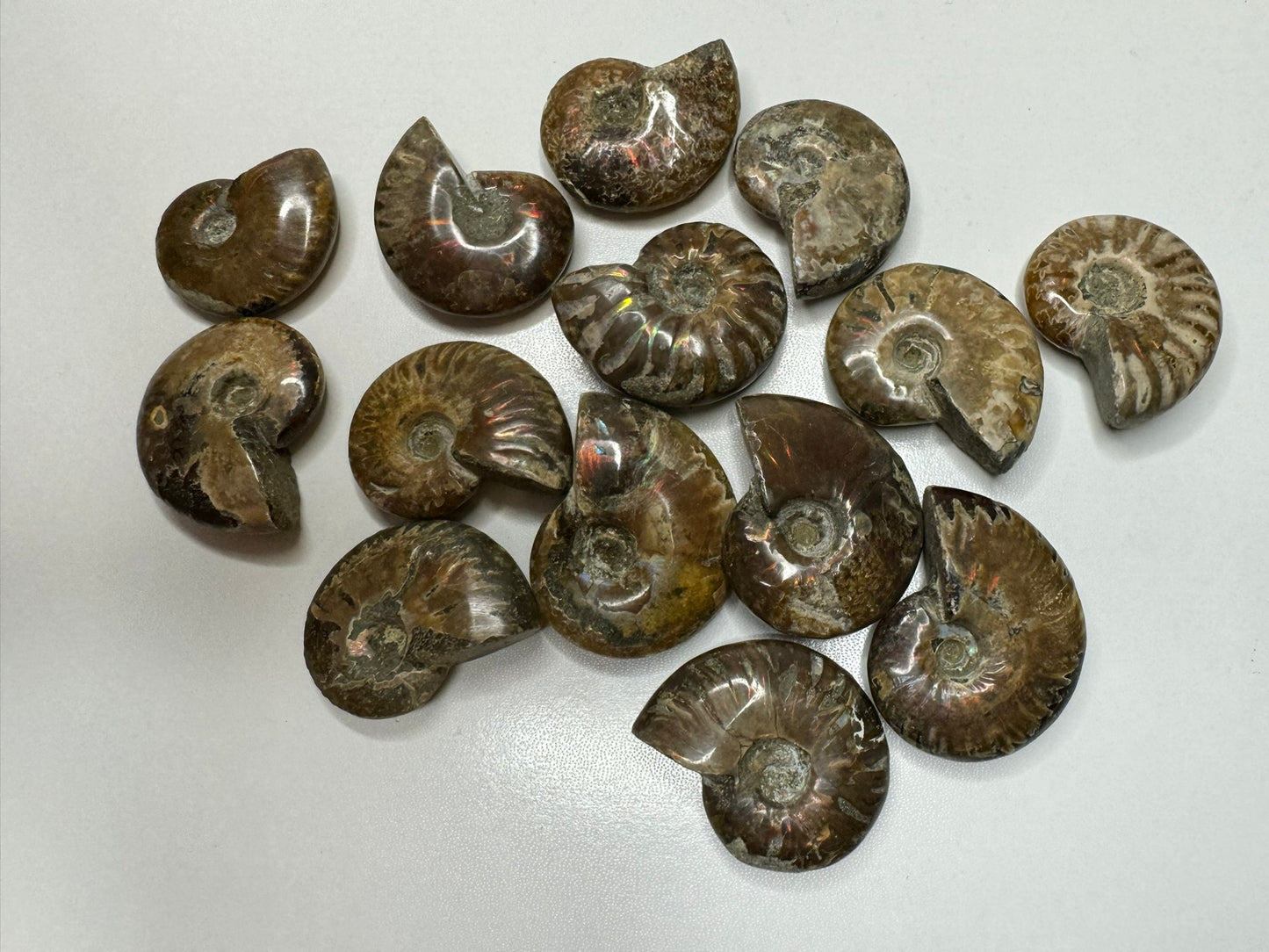 Ammonites - Whole