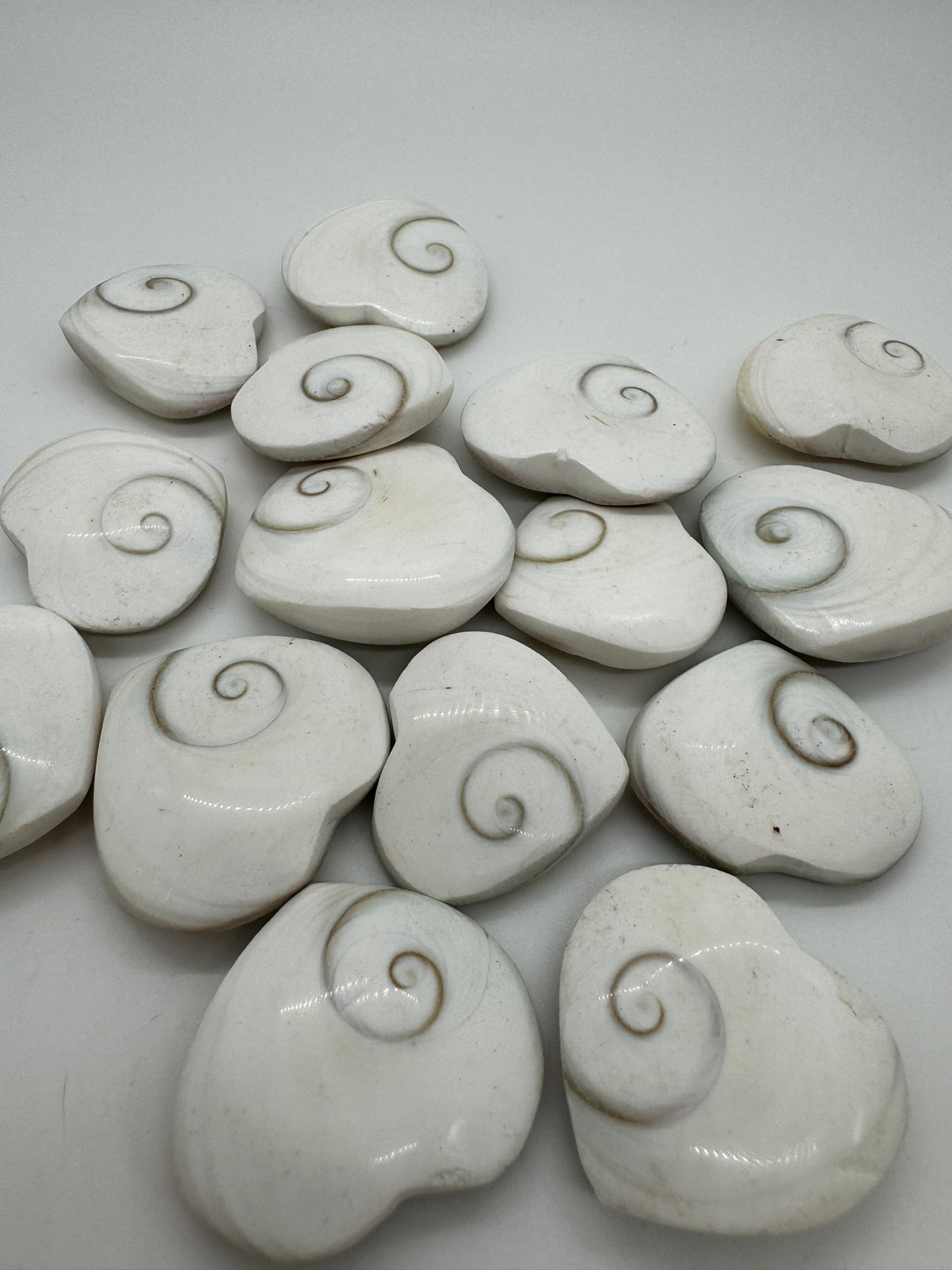 Shiva Eye Shells