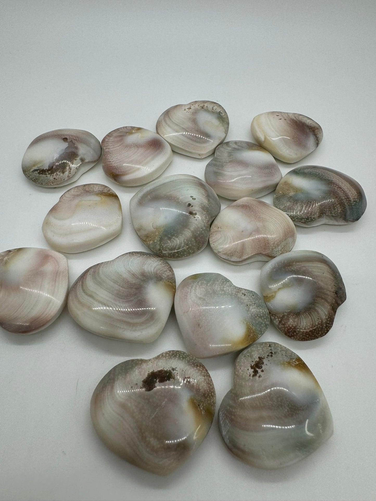 Shiva Eye Shells