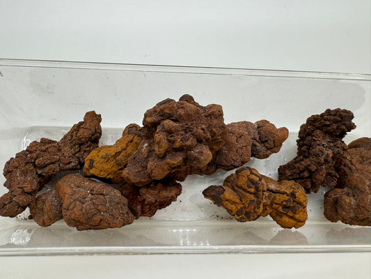 Coprolite - Fossilized Dino Poop!