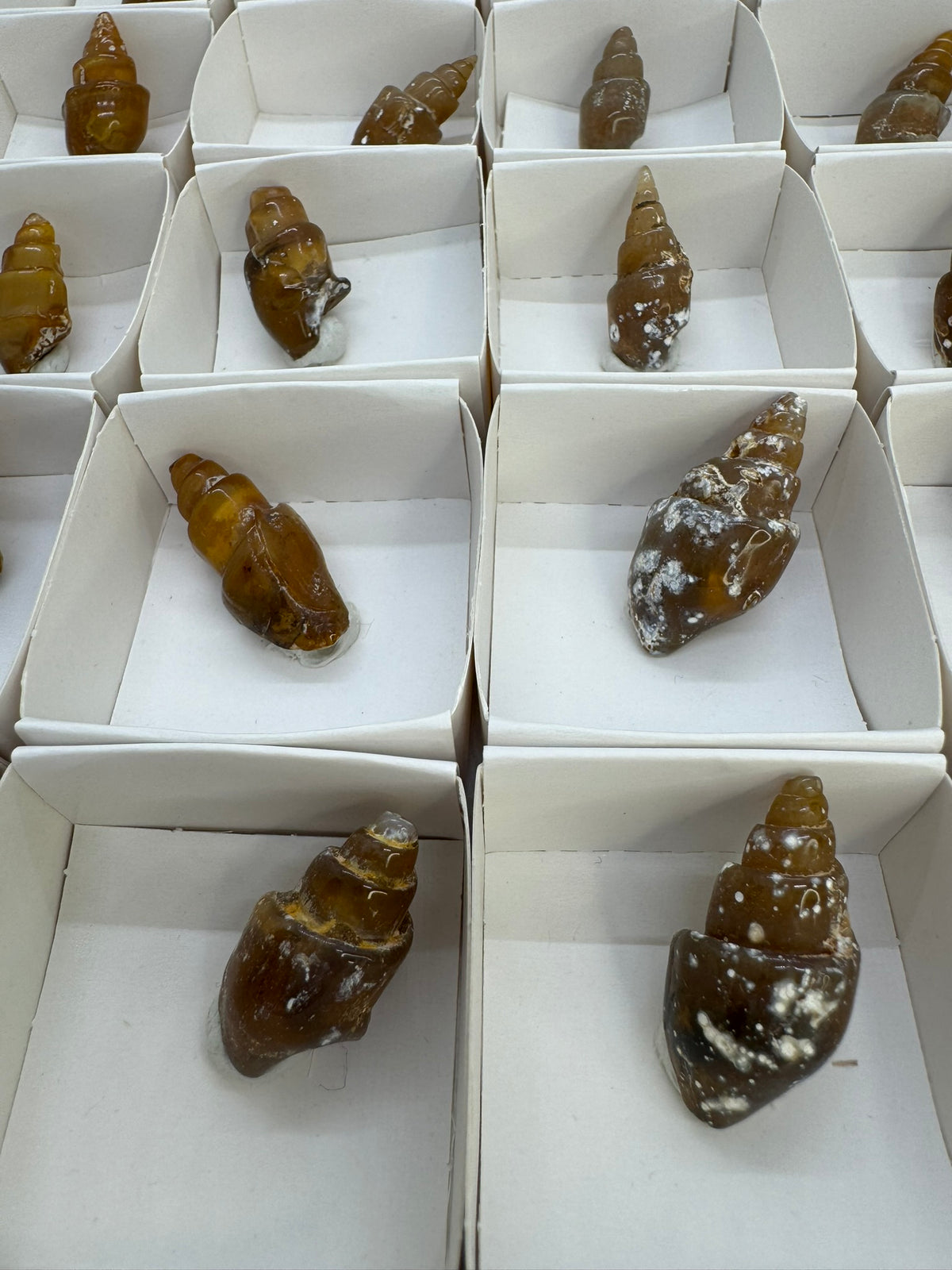 Rogue Shells Agatized Shells – Rogue Crystal Company