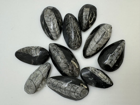 Orthoceras Fossils