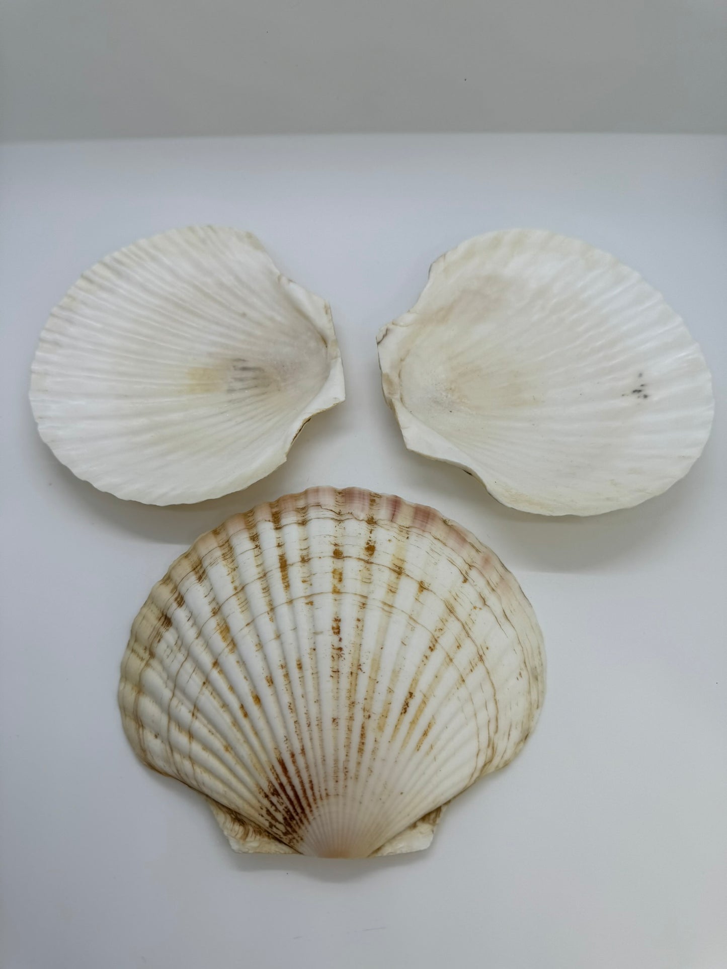 Shell Dishes