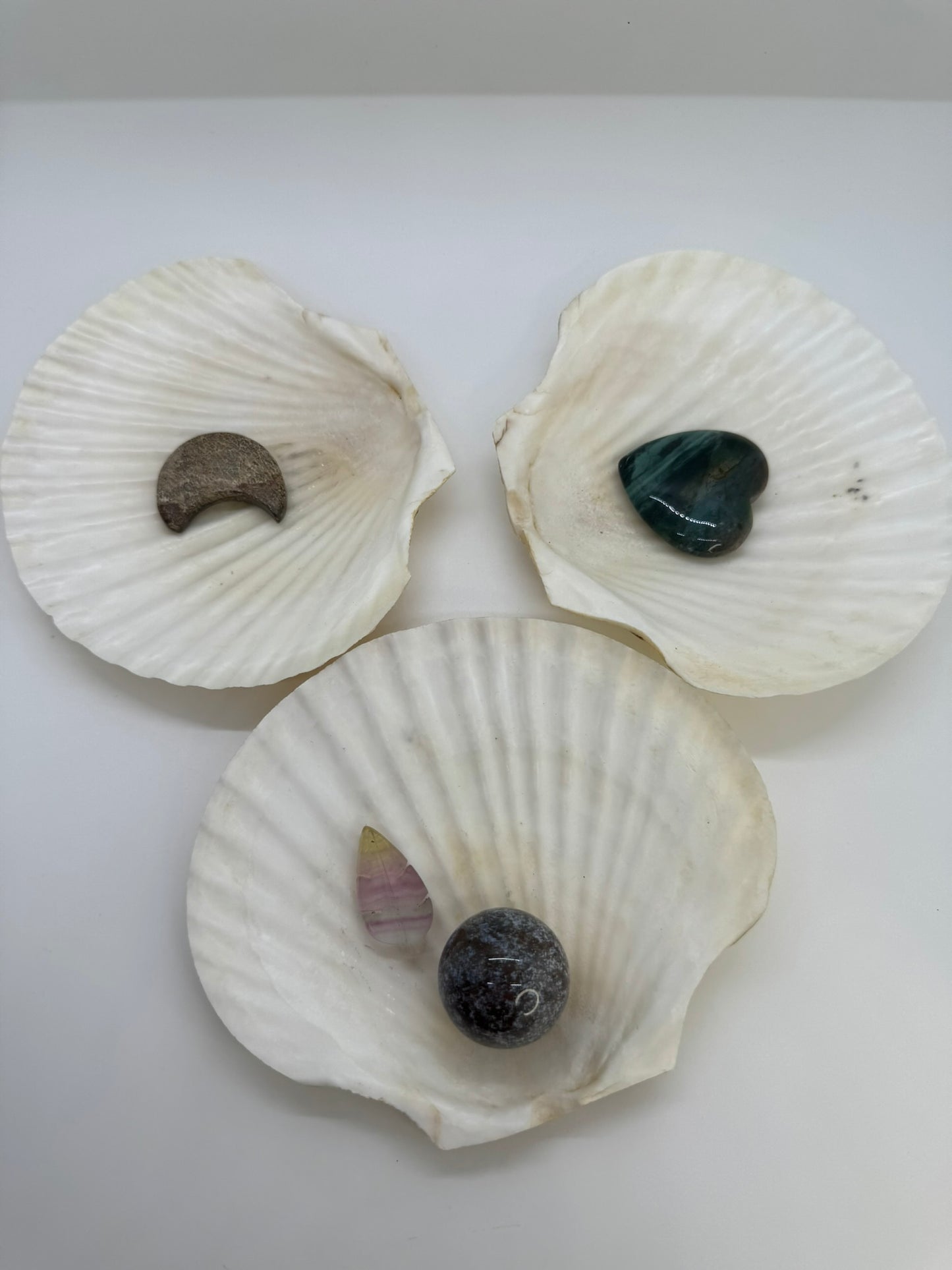 Shell Dishes